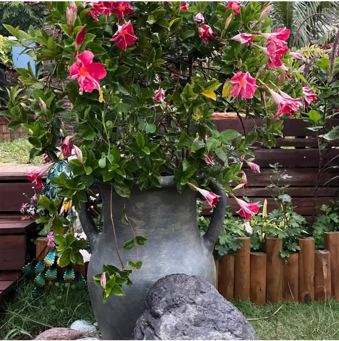 Plants & Flowers